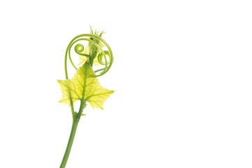 Obraz premium Coccinia grandis Voigt or Ivy gourd shoot isolated on white