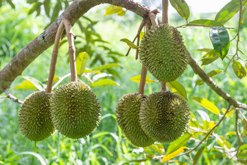 Little fresh durian on durian tree