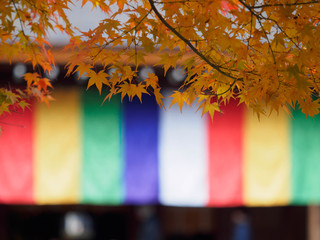 京都　二尊院の紅葉