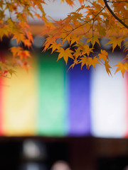 京都　二尊院の紅葉