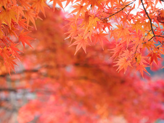 京都　二尊院の紅葉