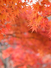 京都　二尊院の紅葉