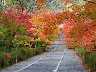 京都　二尊院の紅葉