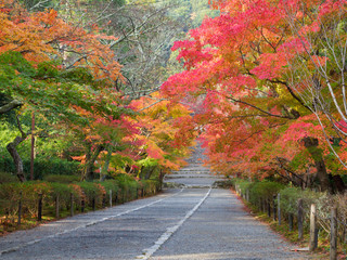 京都　二尊院の紅葉