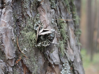 Backgrounds of a natural origin of bark of trees, poplar or aspen, are polluted by spores of the moss and lichen plants growing on a wood surface Background, tree bark with lichen growing vertically