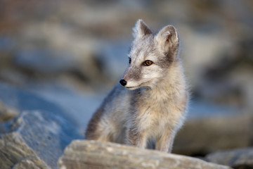 Ein freigestellter junger Polarfuchs mit hellem Sommerfell auf einem Geröllhang