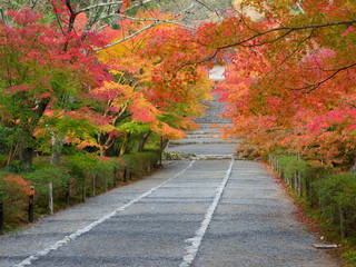 京都　二尊院の紅葉