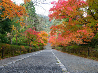京都　二尊院の紅葉