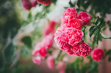 Lush rose bush with roses in the garden. Violent color of flowers on the bush.