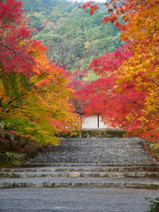 京都　二尊院の紅葉