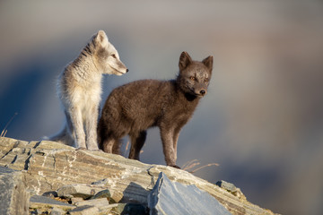 Ein grau und ein braun gefärbtes Jungtier des Polarfuchses im Sommerfell auf einer Felsplatte