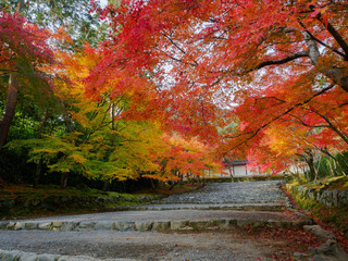 京都　二尊院の紅葉