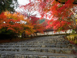 京都　二尊院の紅葉