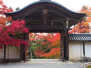 京都　二尊院の紅葉