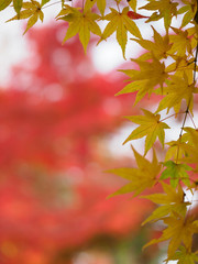 京都　二尊院の紅葉