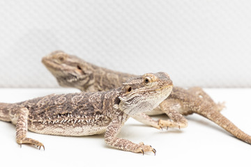 bearded dragon in a terrarium