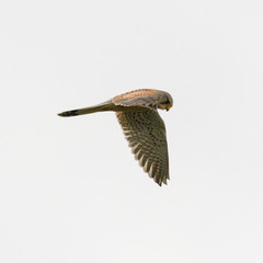 isolated kestrel (falco tinnunculus) in flight, spread wings