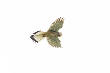 Fototapeta premium close view kestrel (falco tinnunculus) in stationary flight