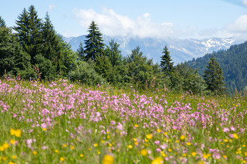 Bavarian Alps Wildflowers