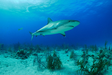 Fototapeta na wymiar Dangerous white shark swimming accross the sea bottom