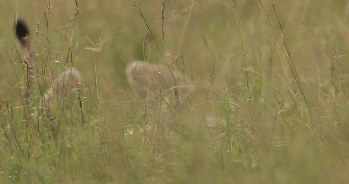 Lions of the Masai Mara, Kenya in the wild at rest and relaxing after hunting.