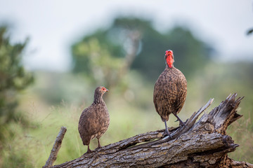 Couple of Swainson's Spurfowl perched on log in Kruger National park, South Africa ; Specie Pternistis swainsonii family of Phasianidae