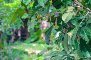 Obraz premium Young green rambutan on the fruit tree tropical fruit .