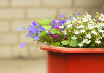 Flower pot with colored flowers.Multi-colored flowers