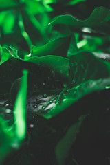 Plants after Rain