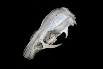 Old rat skull close up on black background