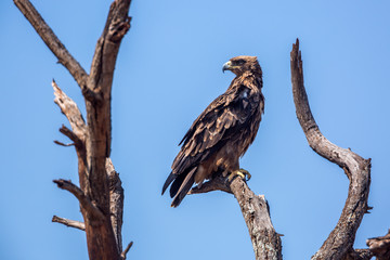 Wahlberg's Eagle isolated in blue sky in Kruger National park, South Africa ; Specie Hieraaetus wahlbergi family of Accipitridae