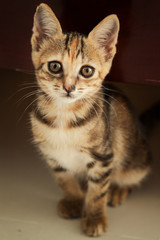 cat on a brown background