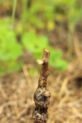 Macro of grape sprout in soil over grass background at sunny summer day
