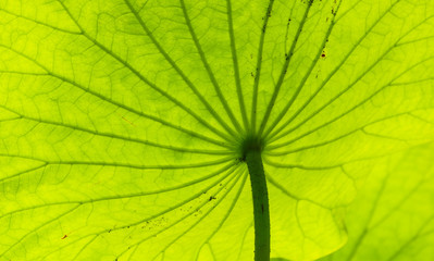 Naklejka na ściany i meble Green waterlily leaf background