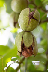 Walnuts in pods