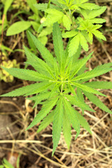 Close-up of marijuana or cannabis plants on industrial hemp plantation, ganja plantation canabis farm. Marijuana field, top view