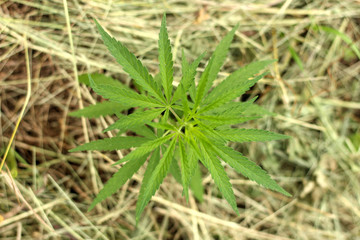Close-up of marijuana or cannabis plants on industrial hemp plantation, ganja plantation canabis farm. Marijuana field, top view