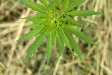 Close-up of marijuana or cannabis plants on industrial hemp plantation, ganja plantation canabis farm. Marijuana field, top view