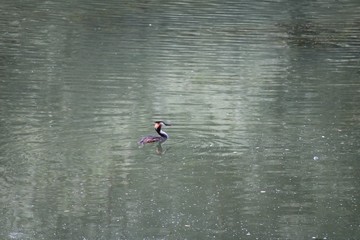 Fototapeta na wymiar Single Great Crested Grebe on the lake in the sunshine