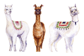 Set of watercolor alpacas. Colorful illustration isolated on white. Hand painted animals perfect for card making, wallpaper, fabric textile, interior design