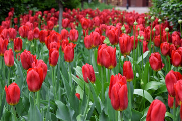 Bright red tulips on the flower bed in a park