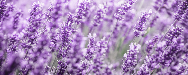 Purple Lavender flowers background