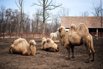 Camel in the zoo