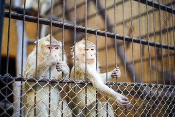 Two little monkeys stretching the hand and looking from the cage