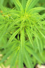 Close-up beautiful of Cannabis isolated background. Marijuana leaves plant growing top view.