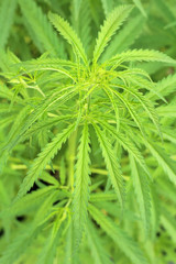 Close-up beautiful of Cannabis isolated background. Marijuana leaves plant growing top view.