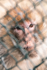 Picture of a monkey face shot through a metal net at the zoo