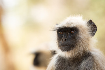 Gray langurs, sacred langurs, Indian langurs or Hanuman langurs, Old World monkeys portrait native to the Indian subcontinent constituting the entirety of the genus Semnopithecus at Ranthambore 