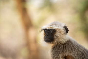 Gray langurs, sacred langurs, Indian langurs or Hanuman langurs, Old World monkeys portrait native to the Indian subcontinent constituting the entirety of the genus Semnopithecus at Ranthambore 