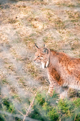 Curious linx exploring his habitat during daylight at the zoo
